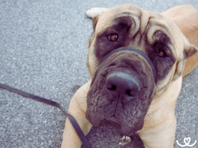 Portrétní fotografie hlavy psa plemene Cane Corso.