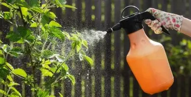 Ruce v rukavici postřikuje rostlinu z oranžové lahvičky.