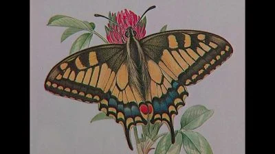 Ilustrace hrobaříka obecného na květu s listy.