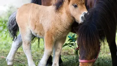 Malý shetlandský póník stojí vedle své matky na trávníku.