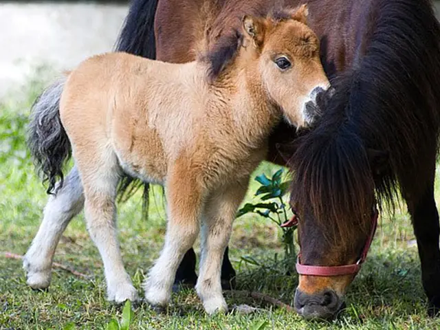Malý shetlandský póník stojí vedle své matky na trávníku.