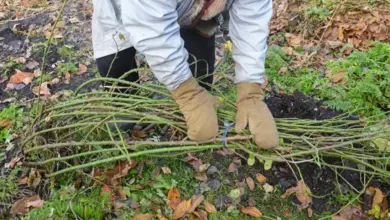 Osoba s rukavicemi upravuje zelené výhonky růží na zemi.