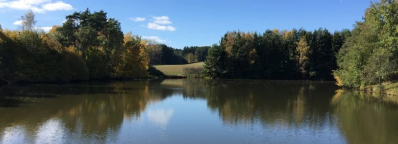 Klidná jezera v lese s odrazem stromů na vodě