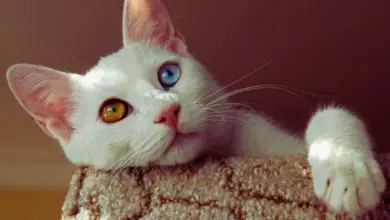 Bílá turecká van kočka s heterochromií očí odpočívající na povrchu.