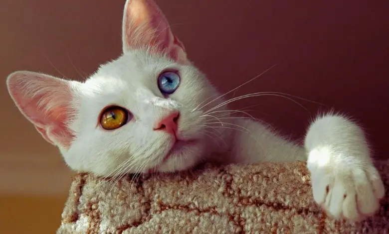 Bílá turecká van kočka s heterochromií očí odpočívající na povrchu.