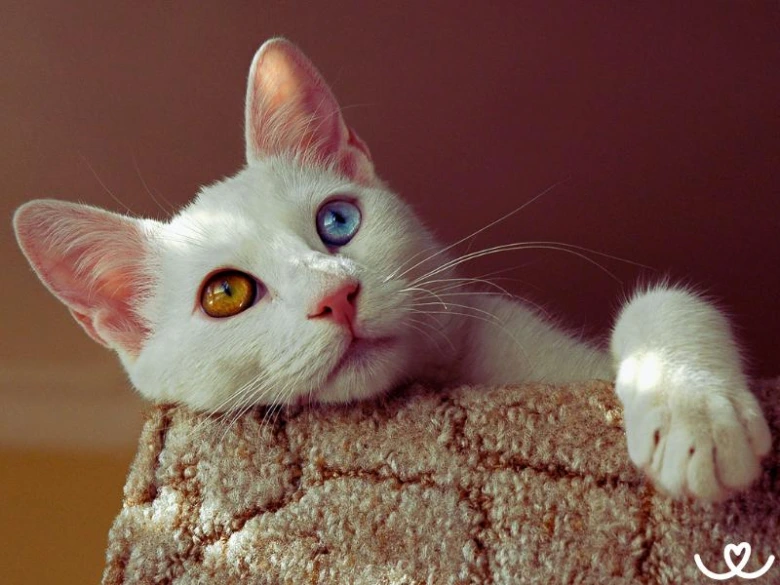 Bílá turecká van kočka s heterochromií očí odpočívající na povrchu.
