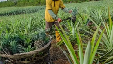 Zemědělec sklízí zralé ananas z řad rostlin na poli.