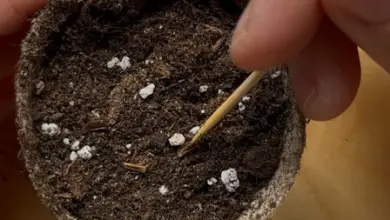 Ruce připravují nádobu na výsev semen do země.