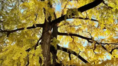 Vysoký ginkgo biloba s žlutými listy pod modrou oblohou.