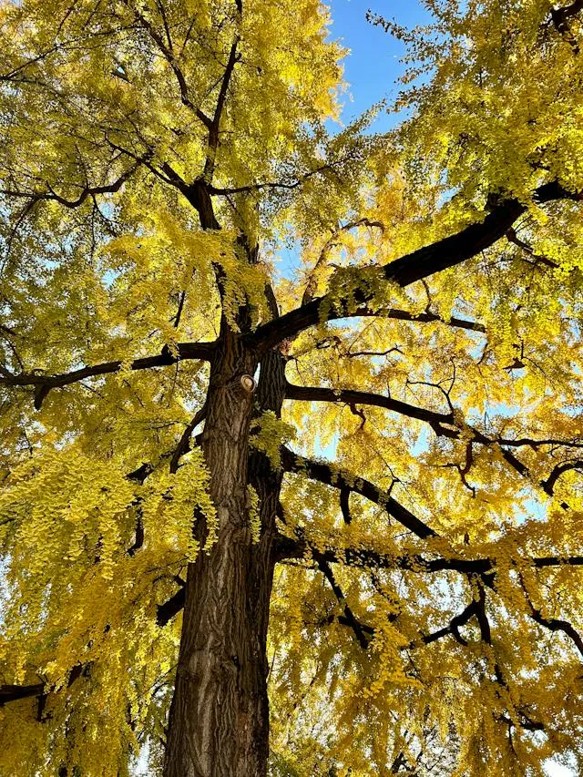 Vysoký ginkgo biloba s žlutými listy pod modrou oblohou.