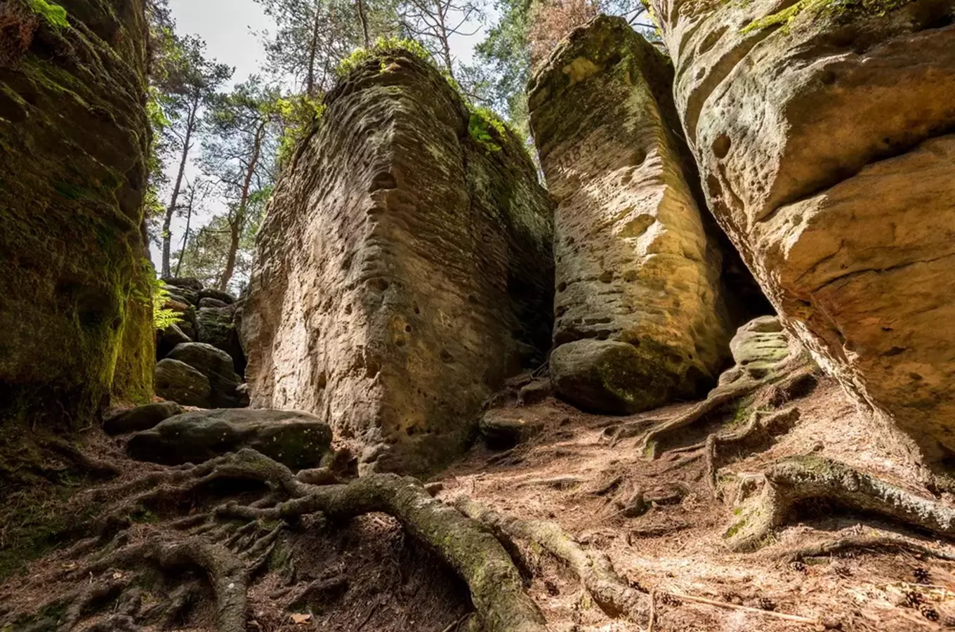 Vysoké pískovcové skály v lesu s kořeny stromů.