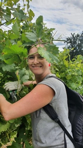 Žena řezá vinnou révu na zahradě.