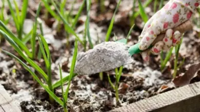 Ruka s rukavicí aplikuje prášek z droždí kolem rostlin v zahradě.