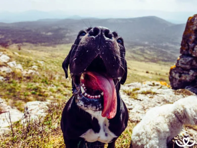 Černý pes plemene Cane corso stojí na kopci s jazykem venku.