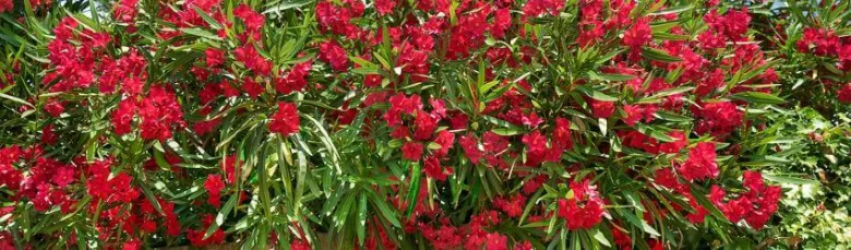 Red oleander bush in bloom