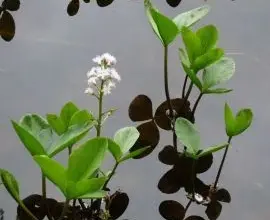 Floating aquatic plant with flowers