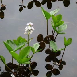 Floating aquatic plant with flowers