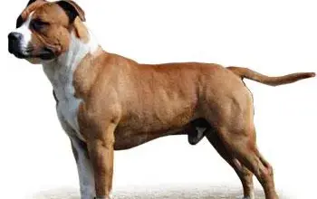 Bullmastiff dog