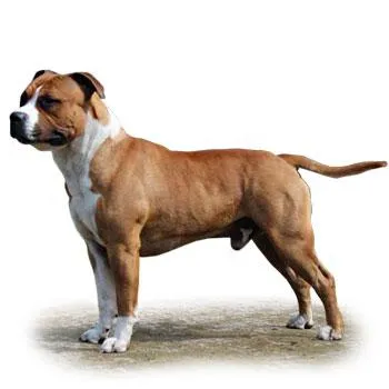 Bullmastiff dog
