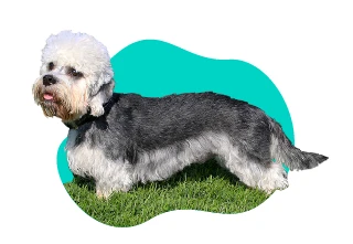 Maltipoo pes stojí na trávě s modrozeleným pozadím.