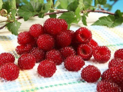 Fresh raspberries on cloth
