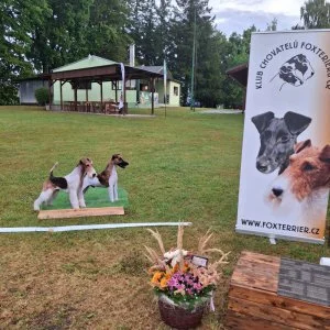 Dva drsnosrstí foxteriéři stojí na dřevěném podkladu v parc.