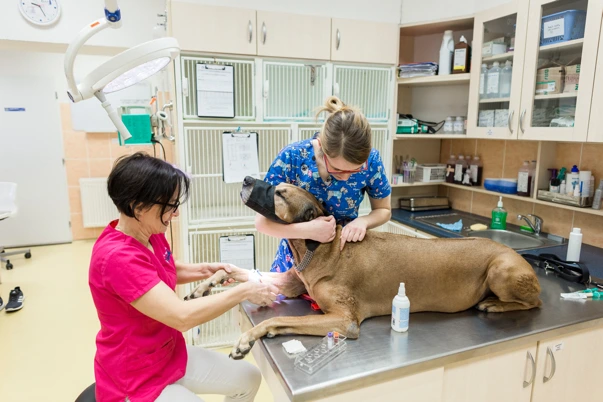 Veterinářky vyšetřují psa v ordinaci.