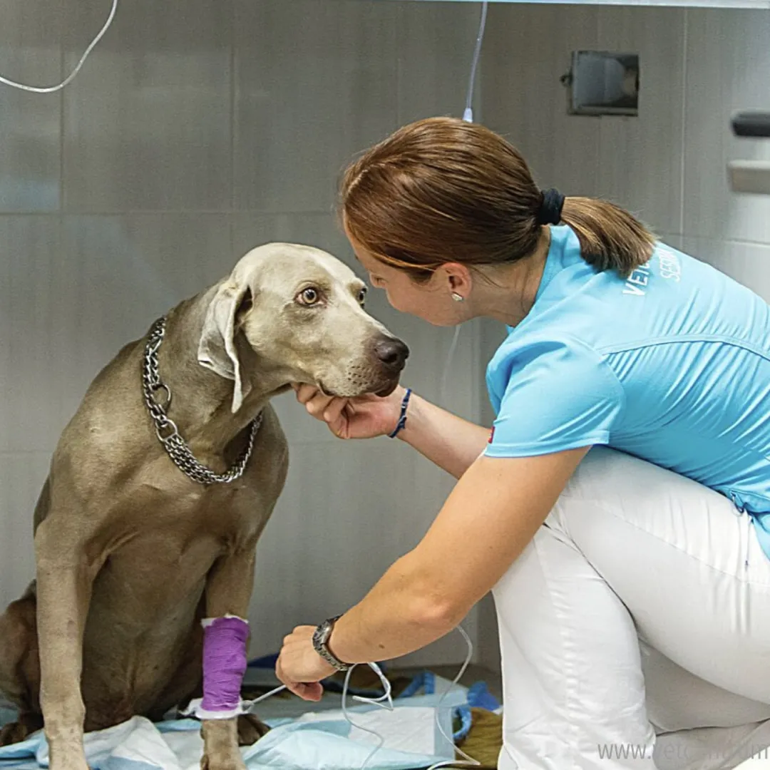 Veterinářka kontroluje pooperační obvaz u psa v ordinaci.