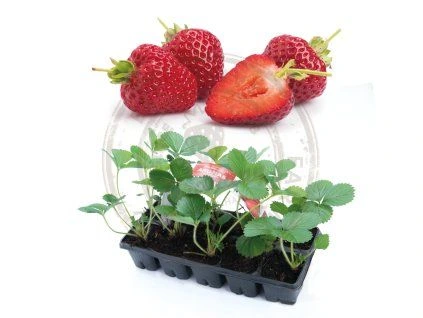 Strawberry plants and fruit