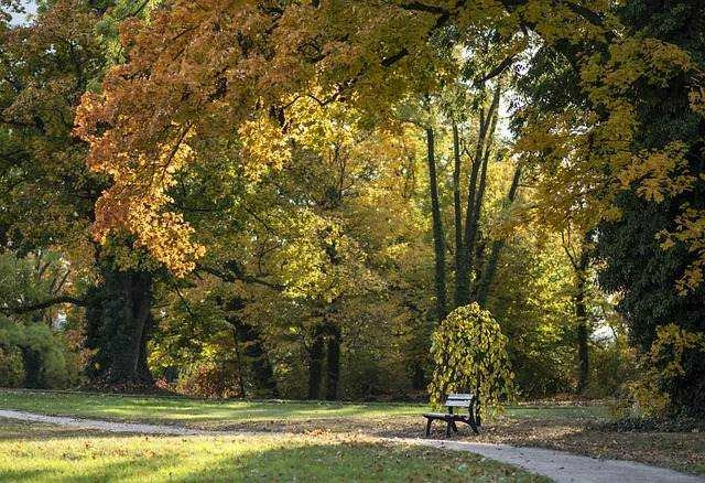 Podzimní park s lavičkou mezi stromy se žlutými listy.