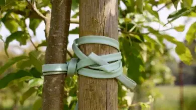 Zelená plastová svazba pro podporu stromku v zahradě.