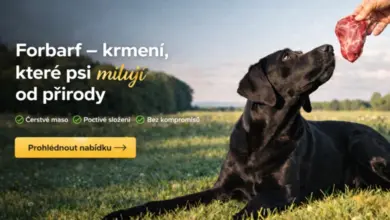 Černý pes leží na trávě a dostává surové maso.