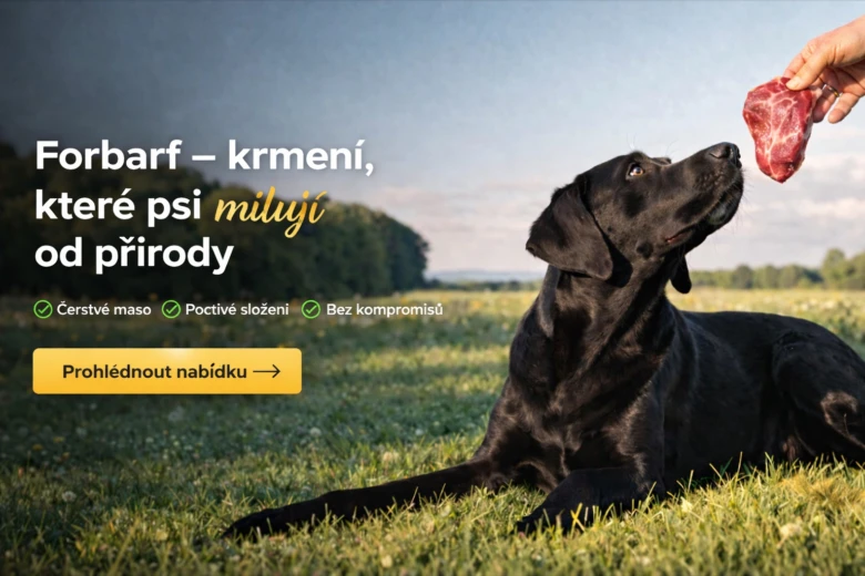 Černý pes leží na trávě a dostává surové maso.