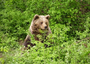 Brown bear in foliage