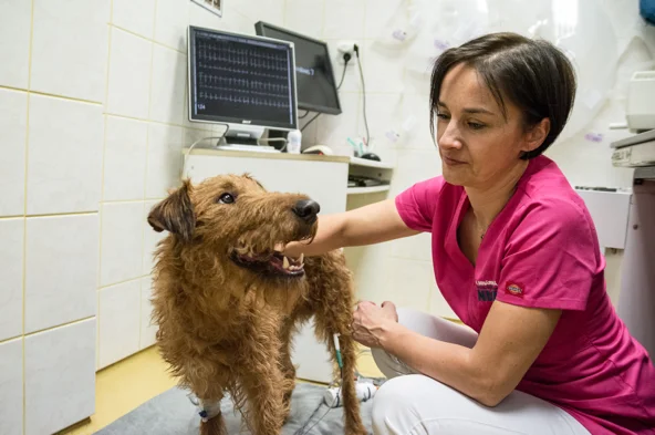 Veterinářka zkoumá psa v ordinaci.
