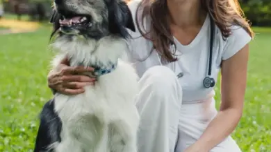 Veterinářka s psem na trávníku v parku.