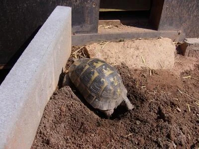 Želva pardálí se pohybuje v terénním výběhu s hlínou.