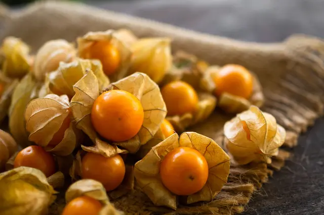 Physalis fruits with husks