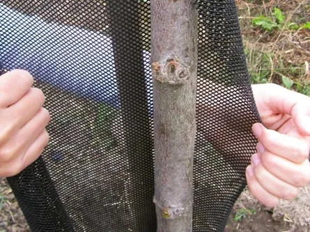Ruční ochrana kmenu rostliny černou sítí před hmyzem.