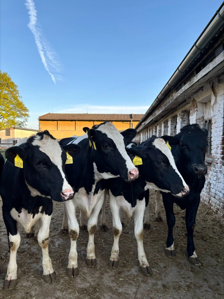 Skupina kráv na farmě u stodoly.