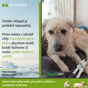 Pes s veterinárními přípravky pro péči o pooperační rány.