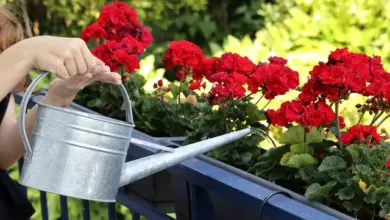 Dítě zalévá červené štědřence v kvetinovém koši na balkóně.