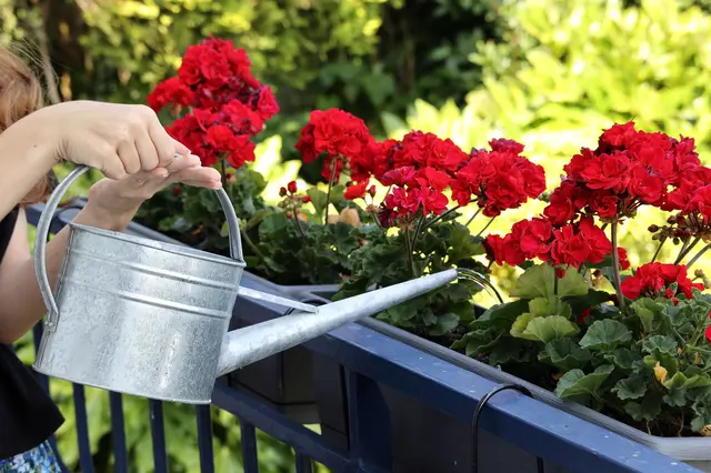 Dítě zalévá červené štědřence v kvetinovém koši na balkóně.