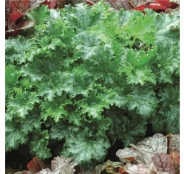 Heuchera micrantha plant