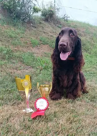 Anglický špringršpaněl sedí na trávě s trofeje.